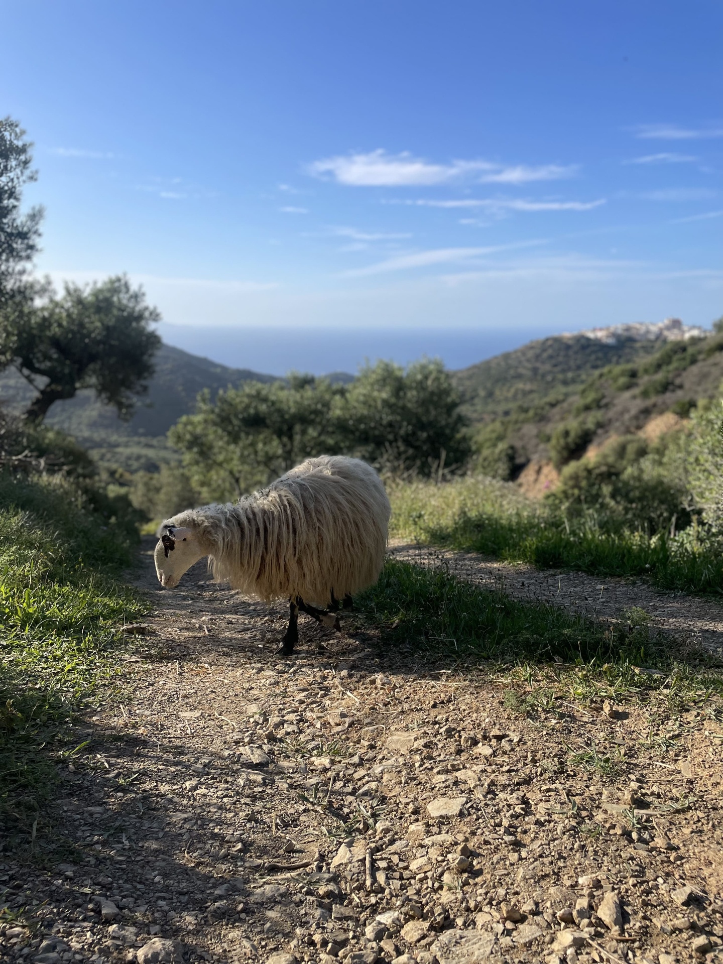 Sheep on the mountain trail with sea view