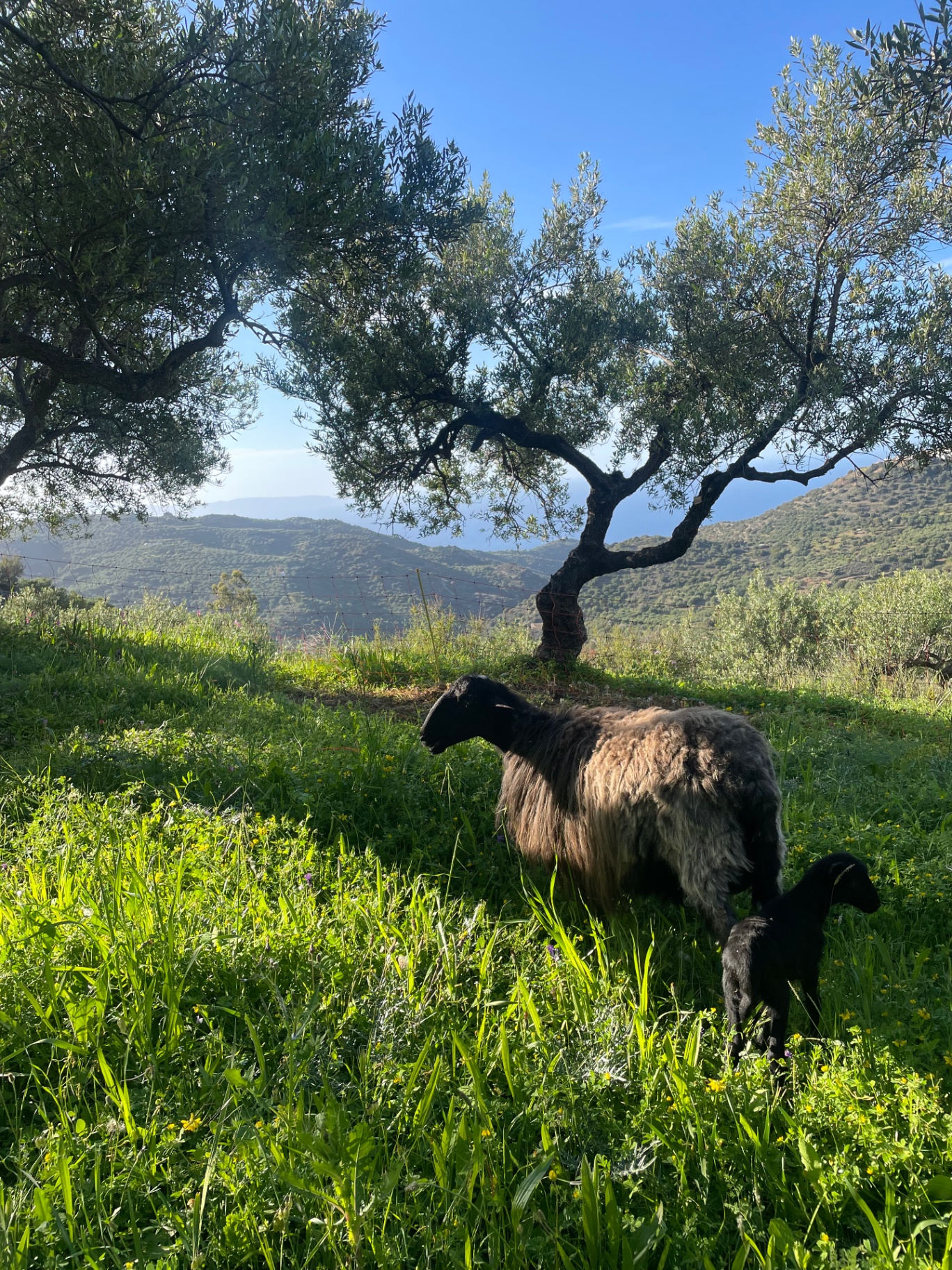 Sheep with lamb under an olive tree