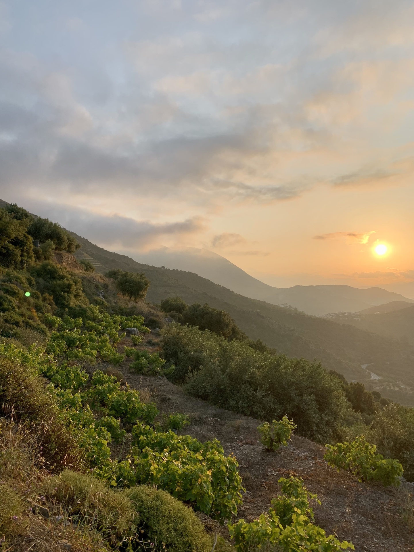 Vineyards at sunset