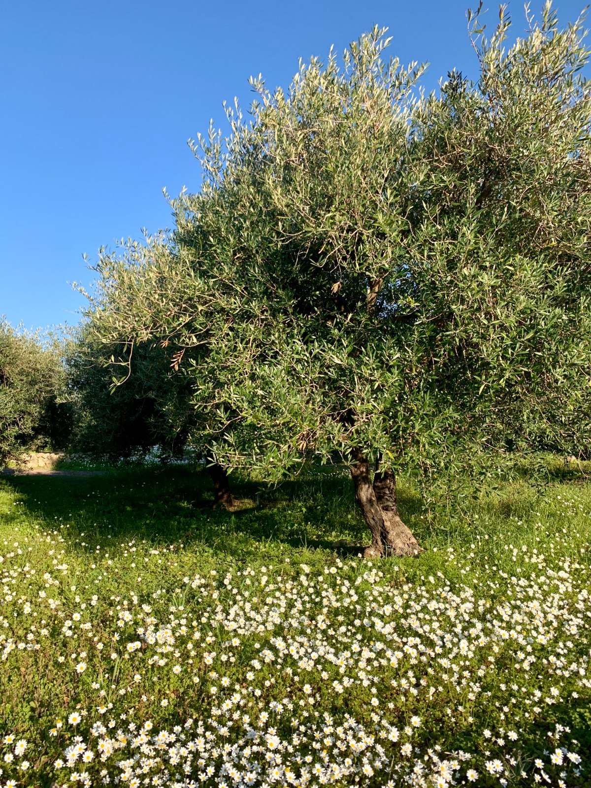 Olijfboom bij zonsondergang op Kreta